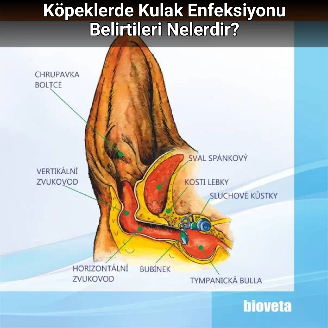 Köpeklerde Kulak Enfeksiyonu Belirtileri Nelerdir?