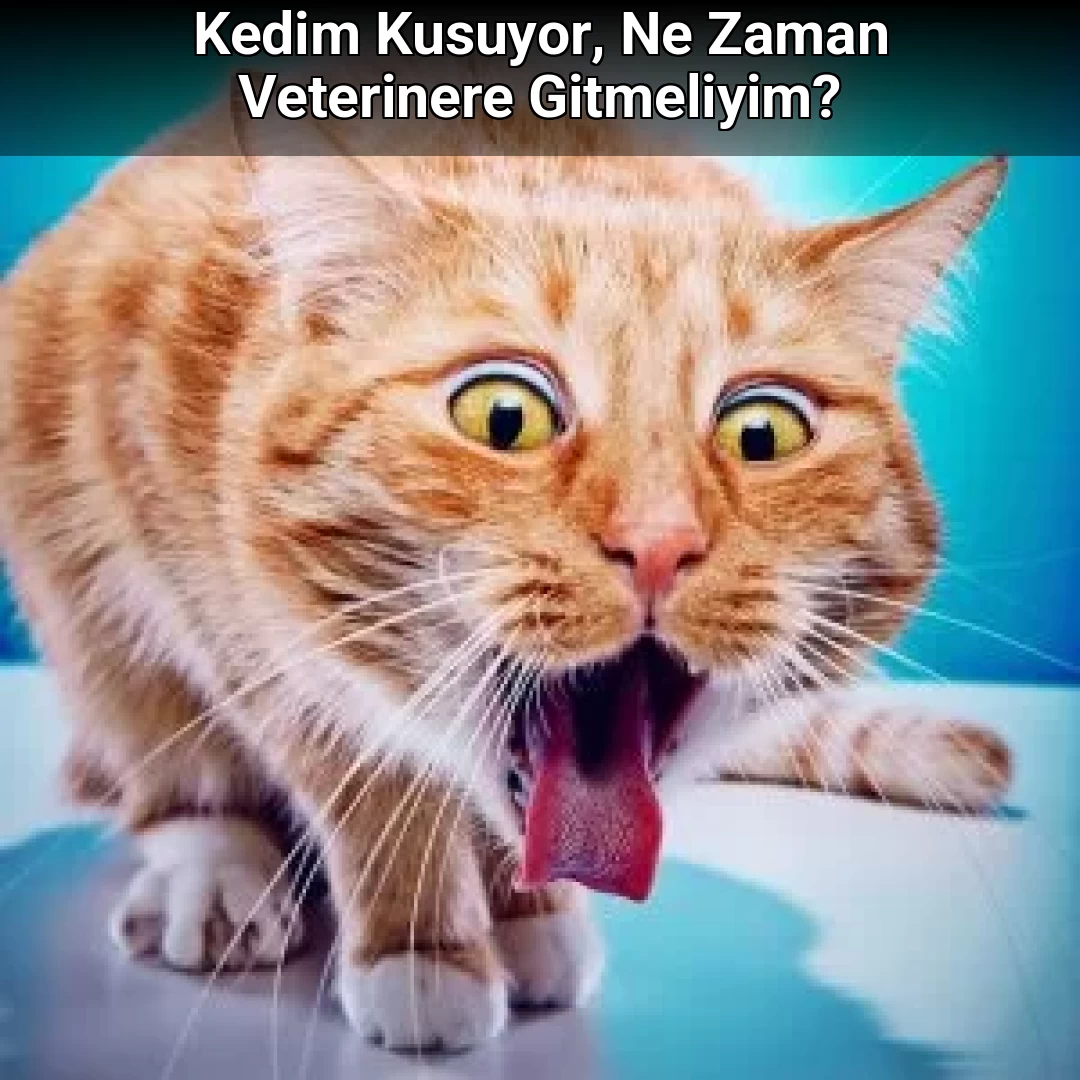 Kedim Kusuyor, Ne Zaman Veterinere Gitmeliyim?